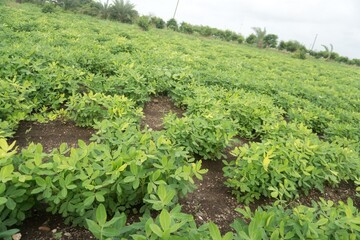Verdant Soybean Field Under Cloudy Sky - Agriculture Abundance