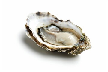 A stunning fresh oyster on a white background. The shell is open, revealing the pearly interior. Perfect for seafood lovers and culinary enthusiasts. Generative AI