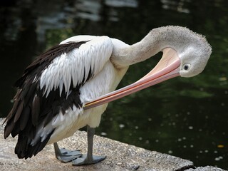 (Pelecanus Conspicillatus) - Pelicans are water birds that have a sac under their beak which is useful for storing food. Pelicans are good swimmers with short, strong and webbed feet, 24 August 2024 I
