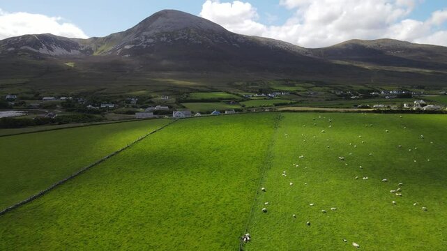 Drone shot of Croagh Patrick with a green field of sheep. Typical Irish scene. Westport, Mayo, Ireland