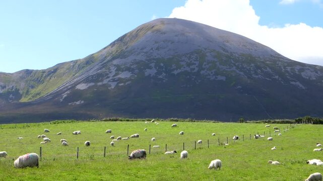 Croagh Patrick and a green field of sheep. Typical Irish scene. Westport, Mayo, Ireland.
