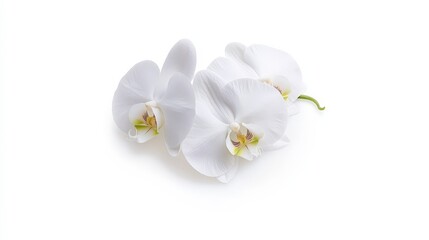 Obraz premium Three white orchids with green stems isolated on a white background.