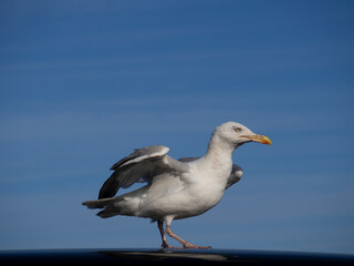 Gull in Pose.