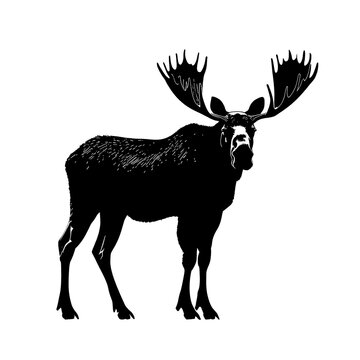 recommend clip art: Black silhouette of a moose with large antlers.