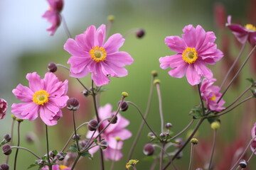 Anemone hupehensis. Closeup of japanese anemone, windflower.