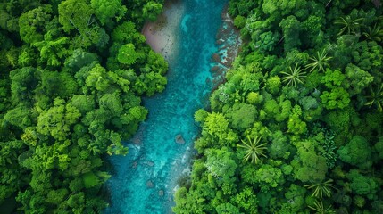 A clear river running through a dense, green forest.