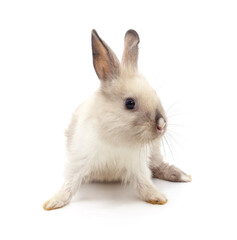 Obraz premium One white rabbit.