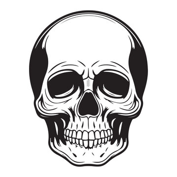 recommend clip art: Vintage style skull illustration