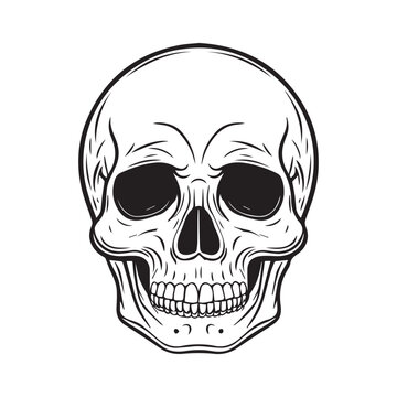 recommend clip art: Vintage style skull illustration
