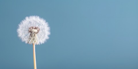 Fototapeta premium dandelion seeds