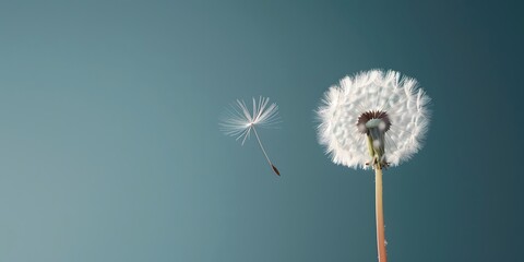 dandelion seeds