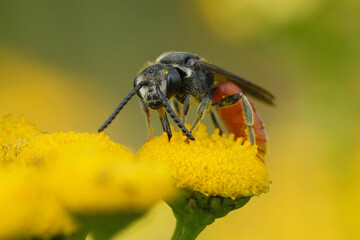Closeup on the white lipped blood bee, Sphecodes albilabris on a yellow Tansy flower