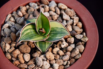 beautiful photo of hoauseplant, natural wallpaper. Closeup ornamental plants on the pot taken from top view photo isolated in black bakground. Detailed photo of beautiful houseplant