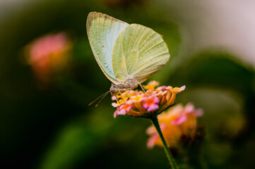 Catopsilia pyranthe, the mottled emigrant, is a medium-sized butterfly of the family Pieridae found in south Asia, southeast Asia, and parts of Australia