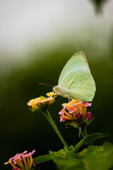 Catopsilia pyranthe, the mottled emigrant, is a medium-sized butterfly of the family Pieridae found in south Asia, southeast Asia, and parts of Australia