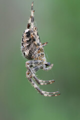 Closeup on a European cross spider or crowned orb weaver, Araneus diadematus