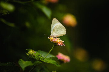 Catopsilia pyranthe, the mottled emigrant, is a medium-sized butterfly of the family Pieridae found in south Asia, southeast Asia, and parts of Australia