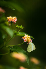 Catopsilia pyranthe, the mottled emigrant, is a medium-sized butterfly of the family Pieridae found in south Asia, southeast Asia, and parts of Australia
