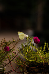 Catopsilia pyranthe, the mottled emigrant, is a medium-sized butterfly of the family Pieridae found in south Asia, southeast Asia, and parts of Australia