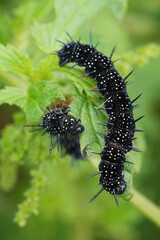 Closeup on a black caterpillar of the European peacock butterfly, Aglais io feeding on nettle