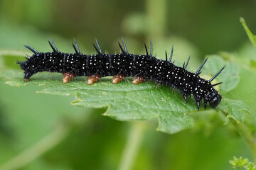 Closeup on a black caterpillar of the European peacock butterfly, Aglais io feeding on nettle