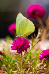Catopsilia pyranthe, the mottled emigrant, is a medium-sized butterfly of the family Pieridae found in south Asia, southeast Asia, and parts of Australia