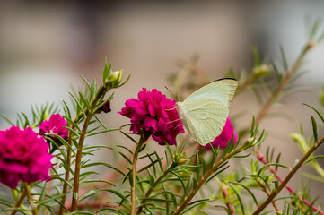 Catopsilia pyranthe, the mottled emigrant, is a medium-sized butterfly of the family Pieridae found in south Asia, southeast Asia, and parts of Australia