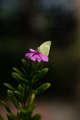 Catopsilia pyranthe, the mottled emigrant, is a medium-sized butterfly of the family Pieridae found in south Asia, southeast Asia, and parts of Australia