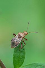 Closeup on a European red scentless bug, Rhopalus subrufus in the garden