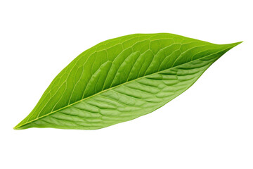 Obraz premium Macro photography of a single green tea leaf, isolated on a white background.