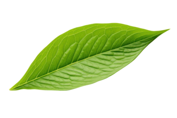 Macro photography of a single green tea leaf, isolated on a white background.