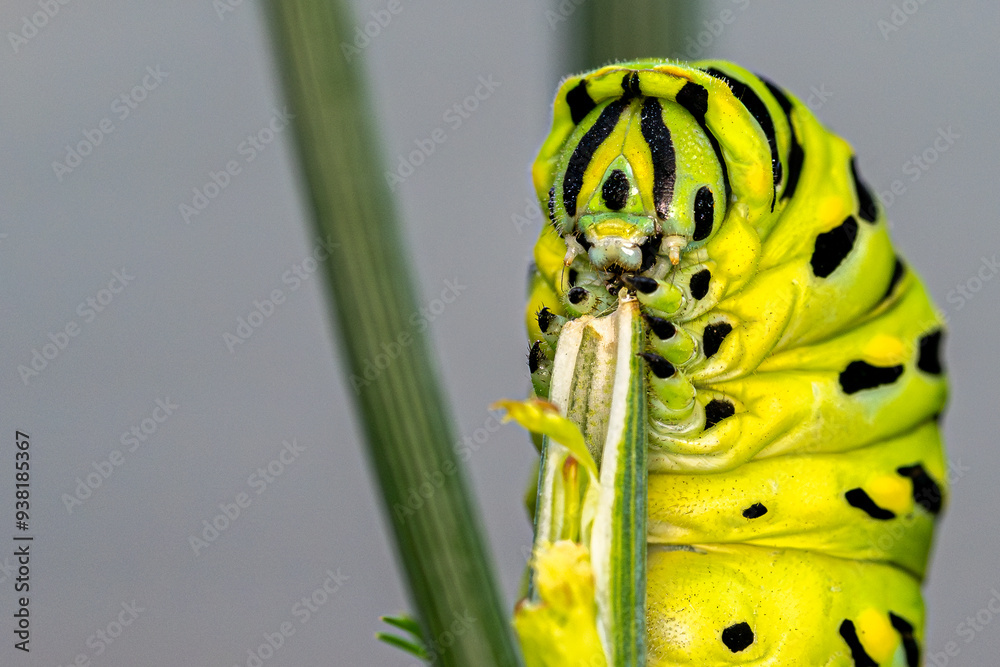 Sticker caterpillar eating dill