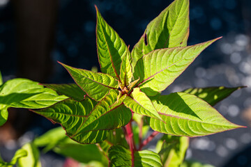 close up of green leaves
