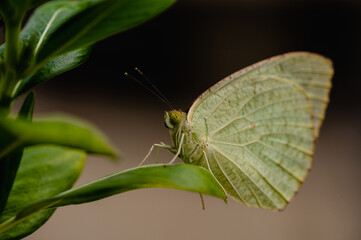 Catopsilia pyranthe, the mottled emigrant, is a medium-sized butterfly of the family Pieridae found in south Asia, southeast Asia, and parts of Australia