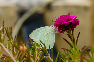 Catopsilia pyranthe, the mottled emigrant, is a medium-sized butterfly of the family Pieridae found in south Asia, southeast Asia, and parts of Australia