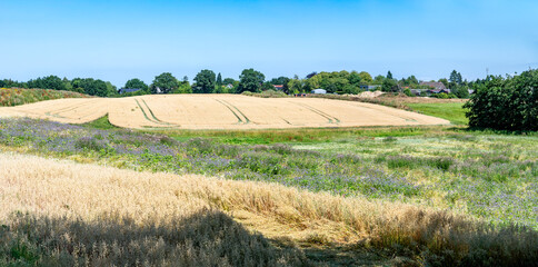 Hills with golden wheat fields around Timmendorfer strand, Germany