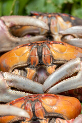 Close-up of three red crabs (Ucides occidentalis) on a wooden board, accompanied by celery stalks