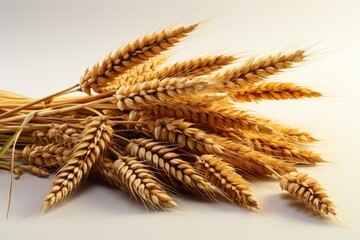 Bundle of Golden Wheat Ears on White Background