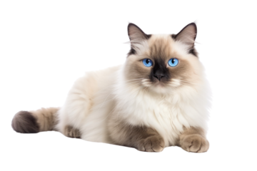 Cute cuddly ragdoll cat isolated on white background.