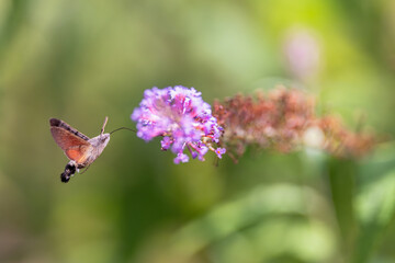 hummingbird hawk-moth feeding on a butterfly bush on blurred background. Selective focus.