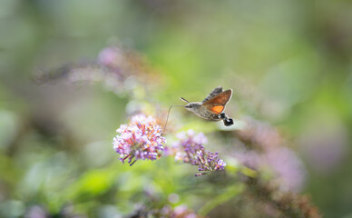 hummingbird hawk-moth feeding on a butterfly bush on blurred background. Selective focus.