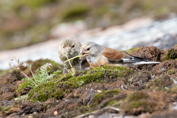 Common linnet
