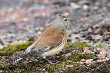 Common linnet