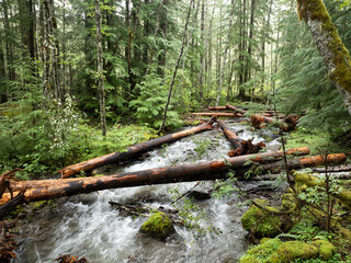 The Little Zig Zag River flows through the scenic Mt. Hood National Forest in Oregon. The Pacific Northwest is known for its moist climate, extensive forests, and beautiful rivers.