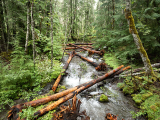The Little Zig Zag River flows through the scenic Mt. Hood National Forest in Oregon. The Pacific Northwest is known for its moist climate, extensive forests, and beautiful rivers.