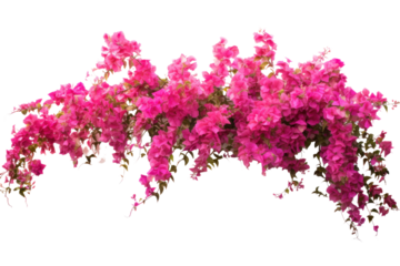 Fascinating panoramic view of Bougainvillea spectabilis isolated on white background.