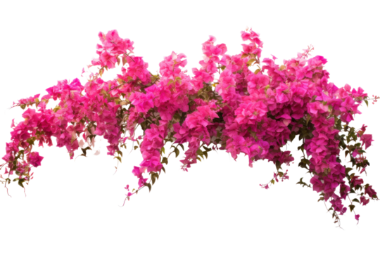 Fascinating panoramic view of Bougainvillea spectabilis isolated on white background.