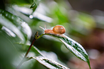 a baby snail sliding down the leaf of a tree after a storm in autumn in nature