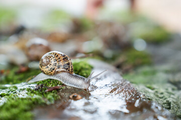 a snail alone on the ground looking for food in the street