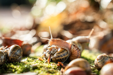 a snail playing alone after the rain at dusk in the field